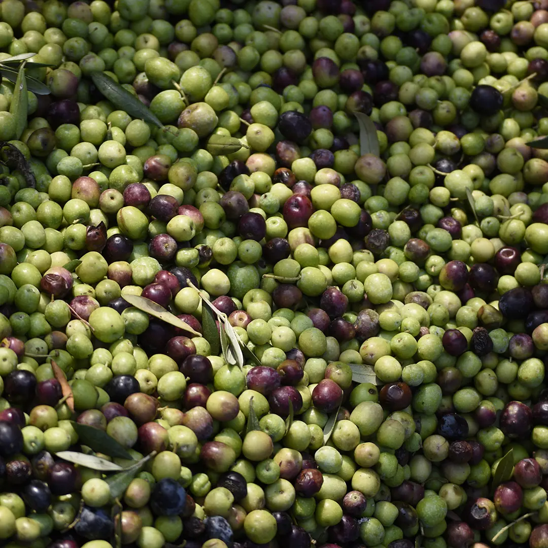 OLIVES OLIVES - Família Lluch