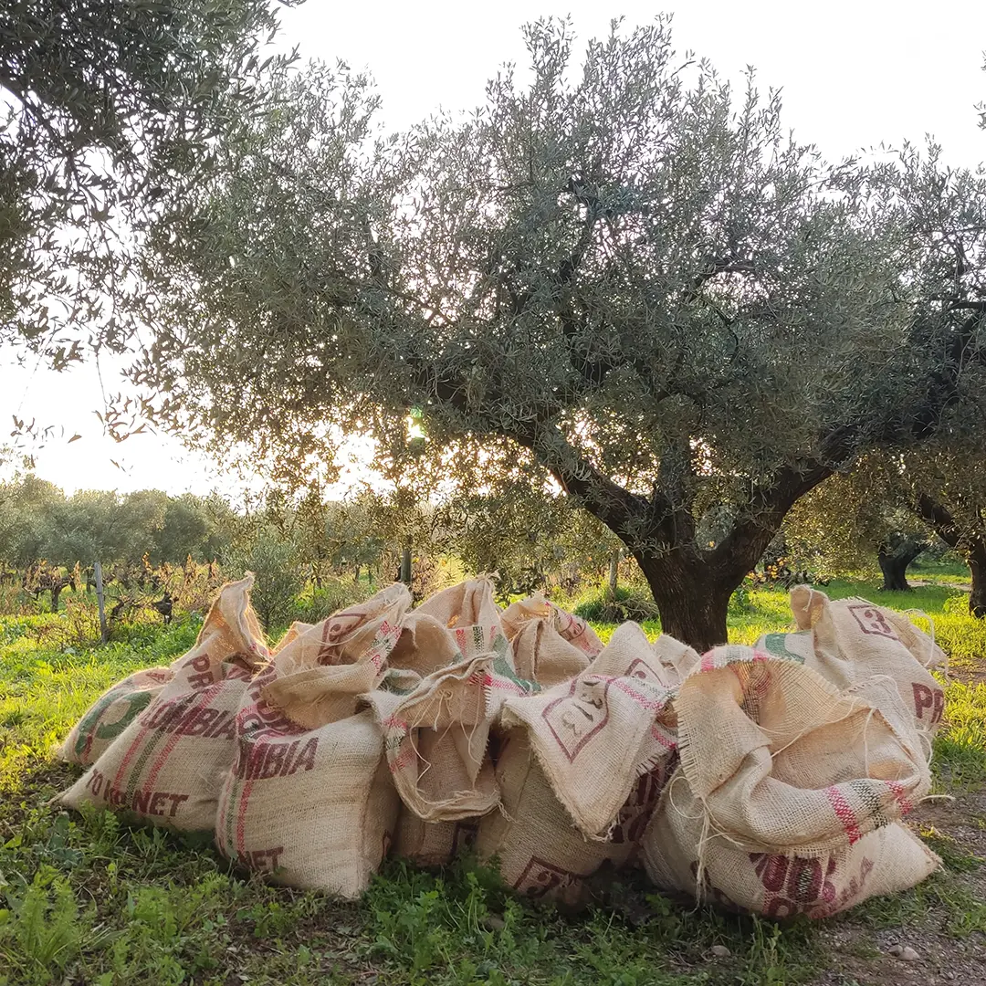 Sacs de la collita d'olives Sacs plens d'olives davant de un paisatge d'oliveres i posta de sol